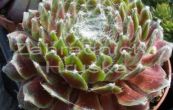 netesk - Sempervivum