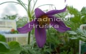 koniklec nmeck Papageno - Pulsatilla vulgaris Papageno