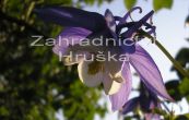 orlek Spring Magic Blue and White - Aquilegia flabellata Spring Magic Blue and White