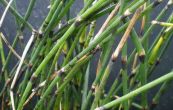 peslika zimn - Equisetum hyemale