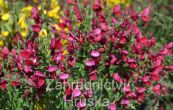 ilimnk Boskoop Ruby - Cytisus Boskoop Ruby