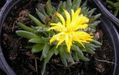 kosmatec Deschampsii - Delosperma Deschampsii