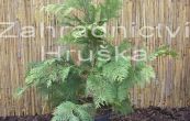 cypiek Lawsonv Ivonne - Chamaecyparis lawsoniana Ivonne