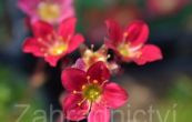 lomikmen Arendsv Peter Pan - Saxifraga  arendsii Peter Pan