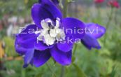 straka King Arthur - Delphinium pacific King Arthur
