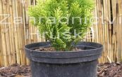 cypiek Lawsonv Minima Glauca - Chamaecyparis lawsoniana Minima Glauca