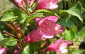 weigelie Rumba - Weigela Rumba