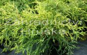 cypiek hrachonosn Sungold - Chamaecyparis pisifera Sungold