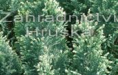 cypiek Lawsonv Snow White - Chamaecyparis lawsoniana Snow White