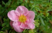 mochna kovit Floppy Disc - Potentilla fruticosa Floppy Disc