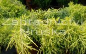 jalovec prostedn Golden Saucer - Juniperus  pfitzeriana Golden Saucer