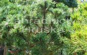 borovice kle Mini Mops - Pinus mugo Mini Mops