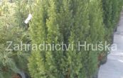 jalovec čínský Stricta - Juniperus chinensis Stricta
