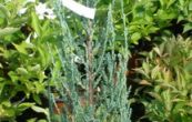 jalovec skaln Blue Arrow - Juniperus scopulorum Blue Arrow