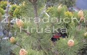borovice ern Nana Wurstle - Pinus nigra Nana Wurstle