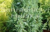 jalovec stsnan Loderi - Juniperus pingii Loderi