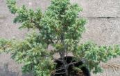 jalovec upinat Blue Schweden - Juniperus squamata Blue Schweden