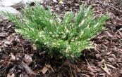 jalovec polehl Andora Compacta Variegata - Juniperus horizontalis Andora Compacta Variegata