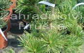 borovice kle Schweizer Tourist - Pinus mugo Schweizer Tourist