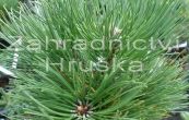 borovice černá Smaragd - Pinus nigra Smaragd