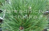 borovice ern Smaragd - Pinus nigra Smaragd