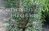 borovice kle Columnaris - Pinus mugo Columnaris