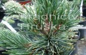 borovice osinat - Pinus aristata