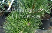borovice ern Helga - Pinus nigra Helga