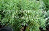 cypiek tupolist Coraliformis - Chamaecyparis obtusa Coraliformis