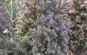 cypiek Rubicom - Chamaecyparis thyoides Rubicom