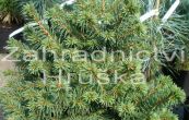 smrk ztepil Milavy - Picea abies Milavy