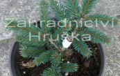 smrk ztepil Pumila Glauca - Picea abies Pumila Glauca