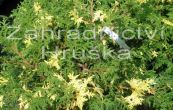 cypiek Lawsonv Aureovariegata - Chamaecyparis lawsoniana Aureovariegata