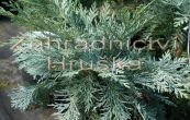 cypiek Lawsonv Pembury Blue - Chamaecyparis lawsoniana Pembury Blue