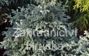 cypiek hrachonosn Baby Blue - Chamaecyparis pisifera Baby Blue