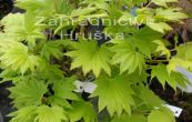 javor Shirasawanv Aureum - Acer shirasawanum Aureum