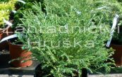 zerav zpadn Mr Bowling Ball - Thuja occidentalis Mr Bowling Ball