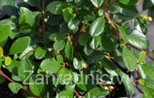 skalnk Dammerv Miranda - Cotoneaster dammeri Miranda