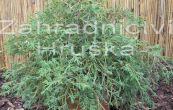 cypiek hrachonosn Filifera Nana - Chamaecyparis pisifera Filifera Nana