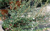skalnk Dammerv Camillo de Schneideri - Cotoneaster dammeri Camillo de Schneideri