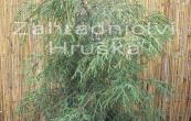 cypiek hrachonosn Filifera - Chamaecyparis pisifera Filifera