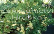 cypiek hrachonosn Nana Variegata - Chamaecyparis pisifera Nana Variegata