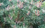 borovice kle Minima Kalou (na kmnku) - Pinus mugo Minima Kalou (na kmnku)
