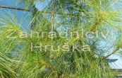 borovice himlajsk - Pinus wallichiana