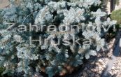 smrk pichlav Globosa - Picea pungens Globosa