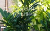 bobkovie lkask Gajo - Prunus laurocerasus Gajo