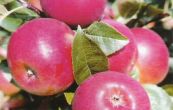 jablo domc Selena - Malus domestica Selena