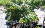 jedle balzmov Le Feber (na kmnku) - Abies balsamea Le Feber (na kmnku)