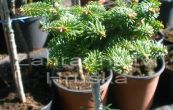 jedle balzmov Le Feber (na kmnku) - Abies balsamea Le Feber (na kmnku)