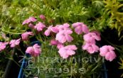 hvozdk - Dianthus microlepis